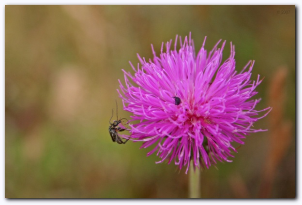 599x398 pixels (68K)